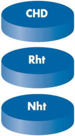 Schematische Darstellung einer eingebetteten Probe - Reihenmessung CHD Rht Nht